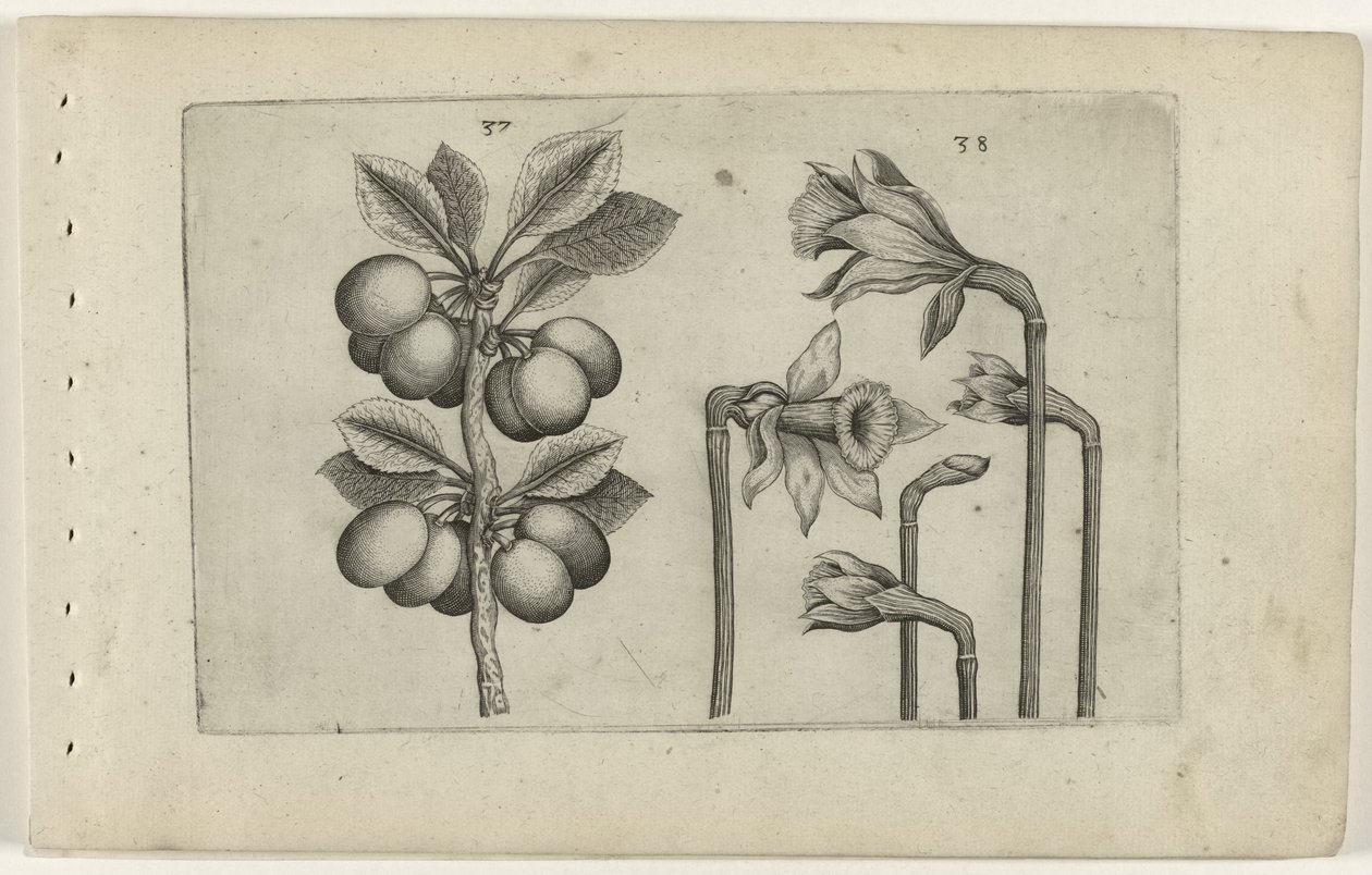 Zure kers och vilda påskliljor Know the Lilies (serietitel) av Crispijn van de Passe (I) (attributed to)