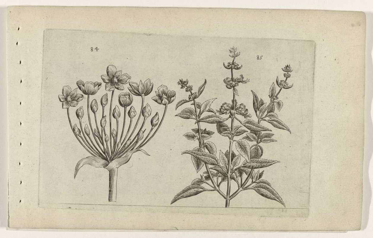 Svanblomma och småblommig salvia Cognoscite lilia (serietitel) av Crispijn van de Passe (I) (attributed to)