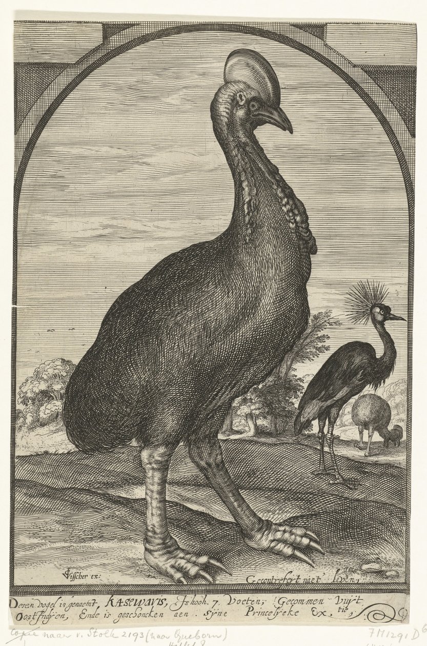 Kasuar, medförd av Willem Jacobsz. från Ostindien och gavs till prins Maurits, 1614 av Crispijn van den Queborn (attributed to)