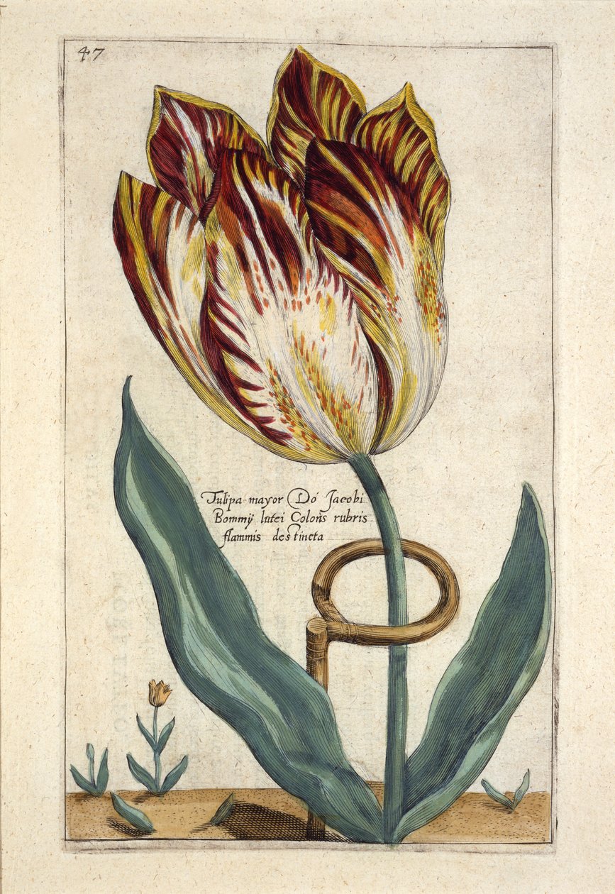Tulipa Mayor Do Jacobi Bommy, skylt 47, från 