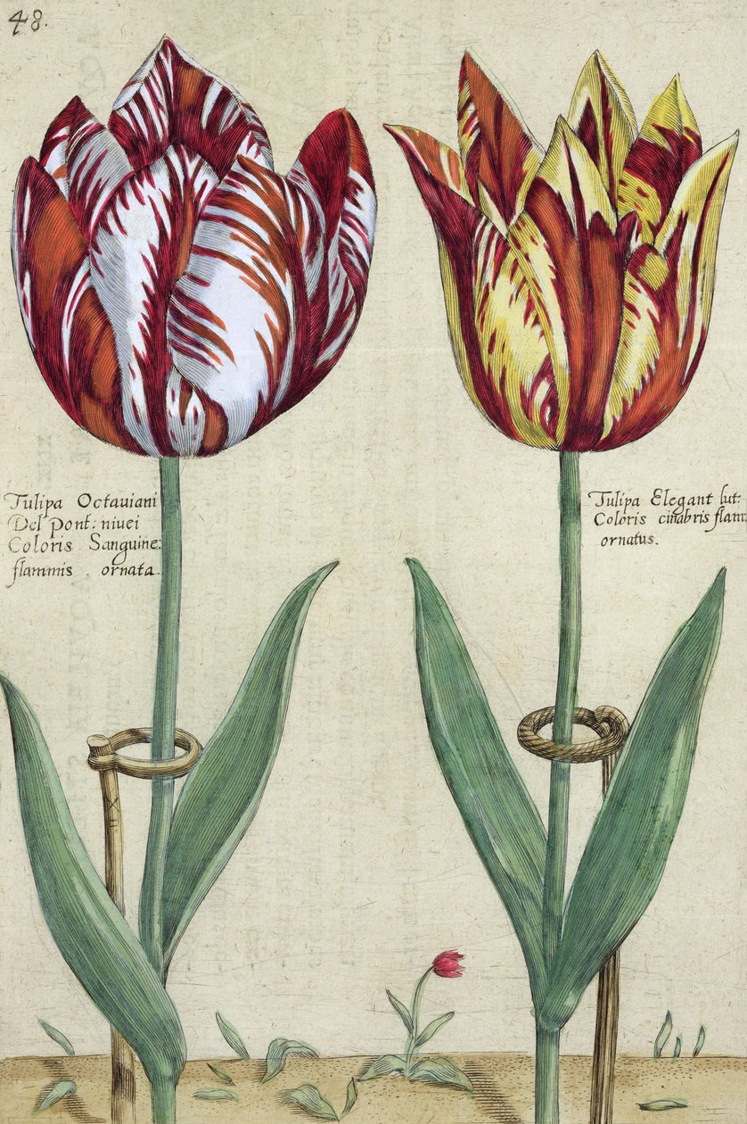Tulip Octavian del Pont, och Tulip Elegant, från "Garden Floridus", publicerad 1614-15 av Crispin  Passe