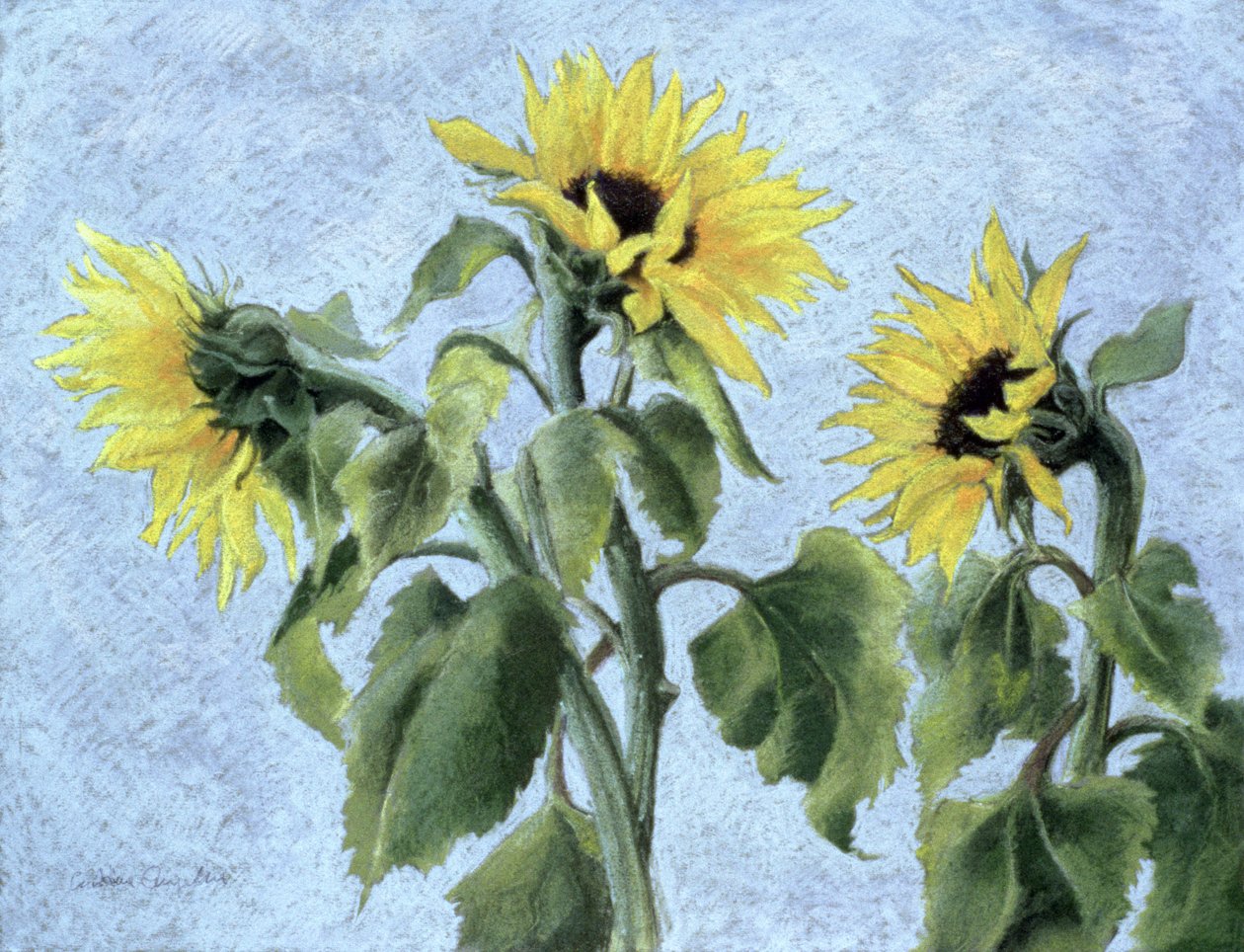 Solrosor, 1996 (pastell) av Cristiana Angelini