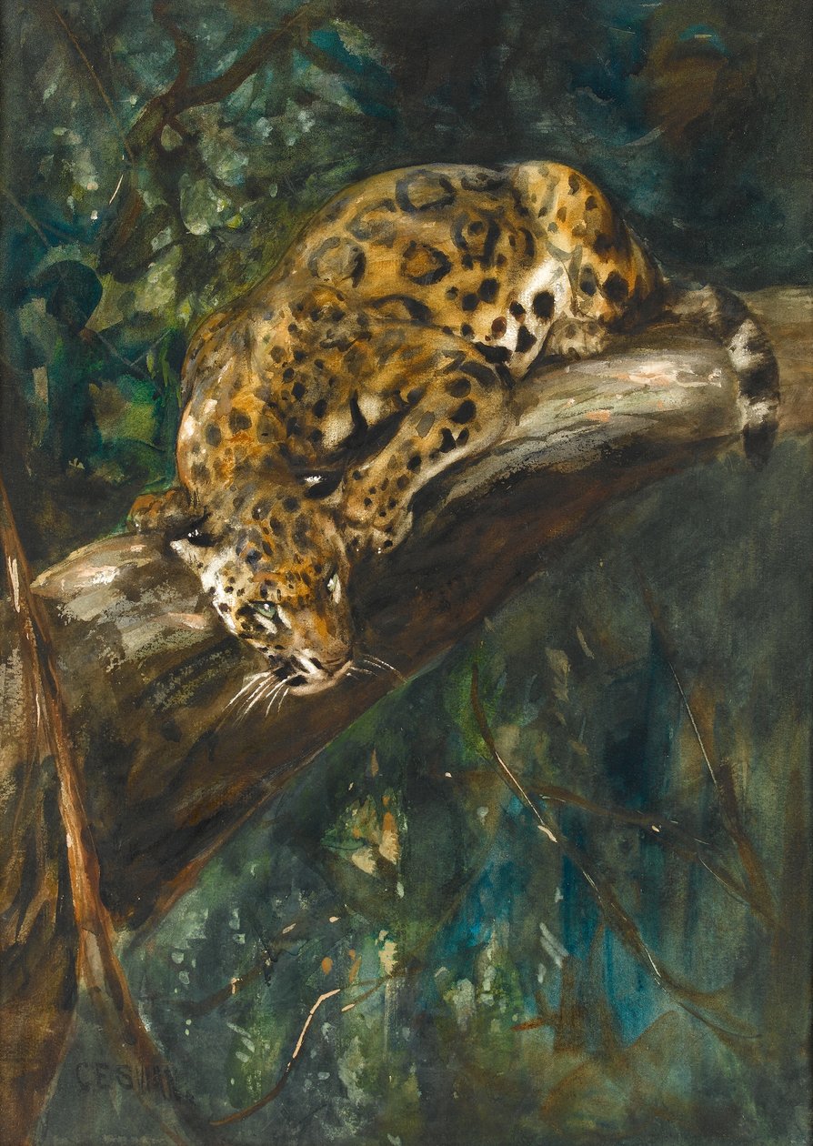 En panter på en gren (wc på papper) av Cuthbert Edmund Swan