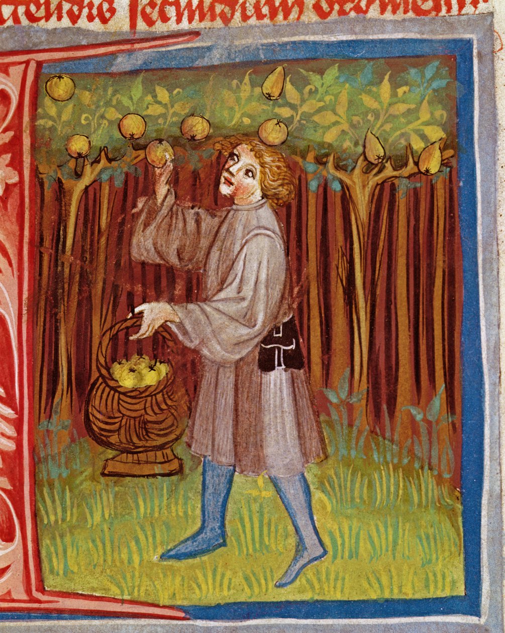 Plocka frukt från The Work of Rural Commodore av Pietro Crescenzi (1230-1321) av Czech School