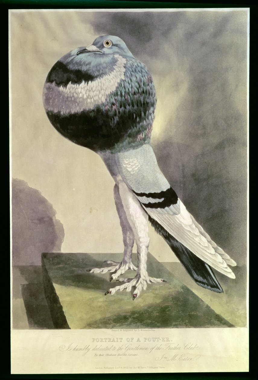 Porträtt av Pouter Pigeon av D. Wolsenholme