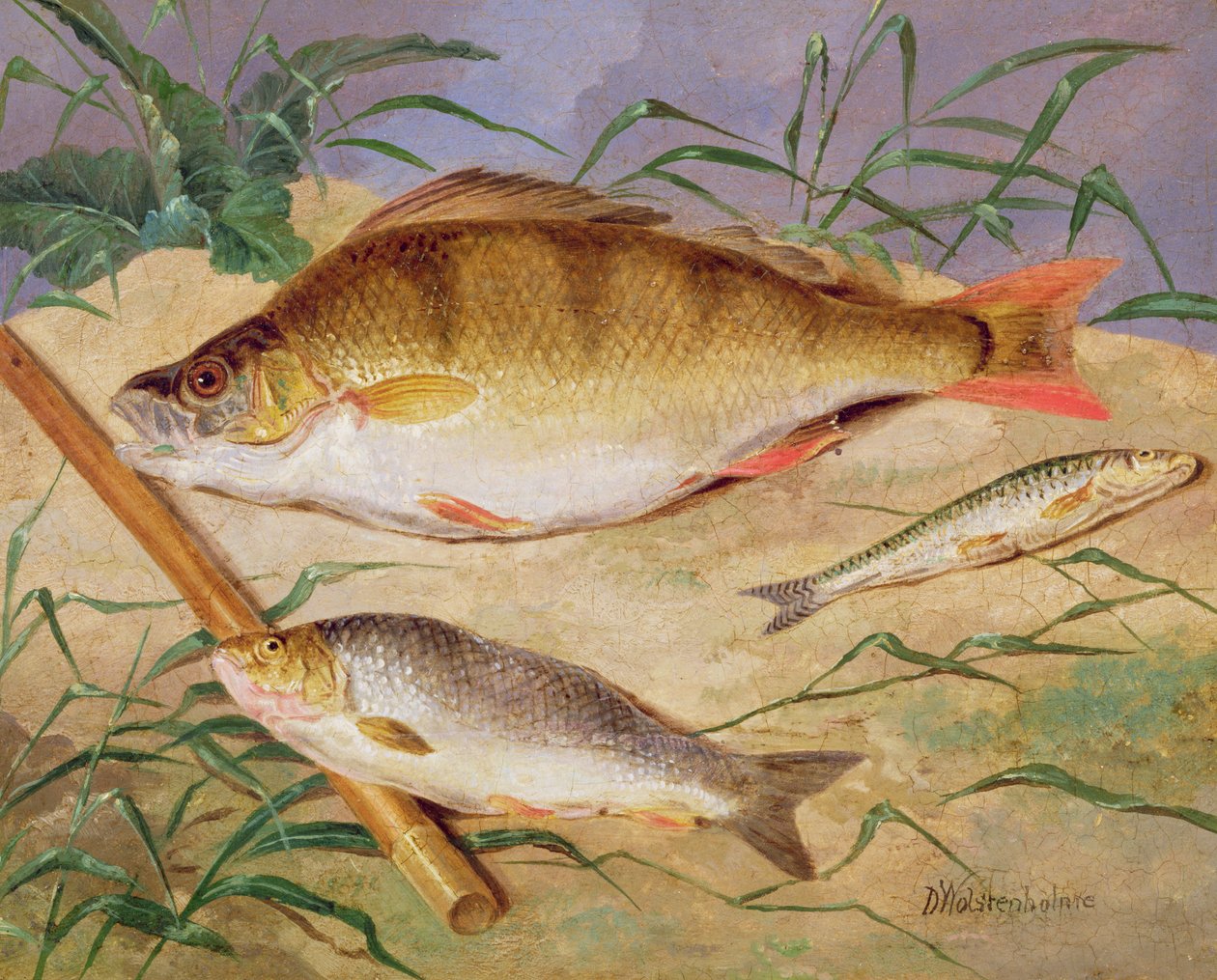 En sportfiskares fångst av grov fisk av D. the Younger Wolstenholme