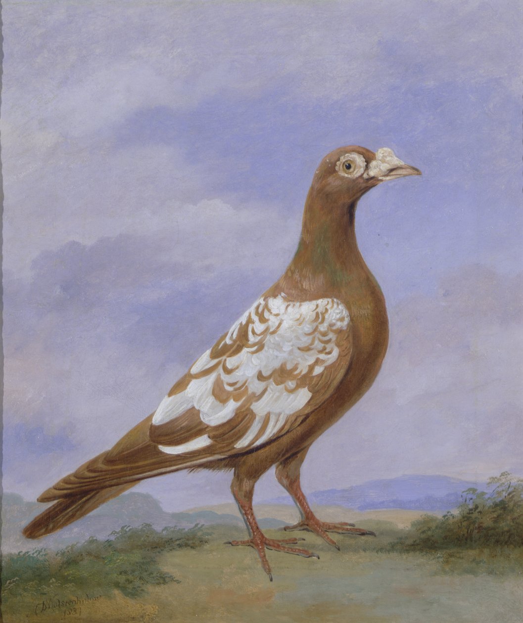Röd pied brevduva av D. the Younger Wolstenholme