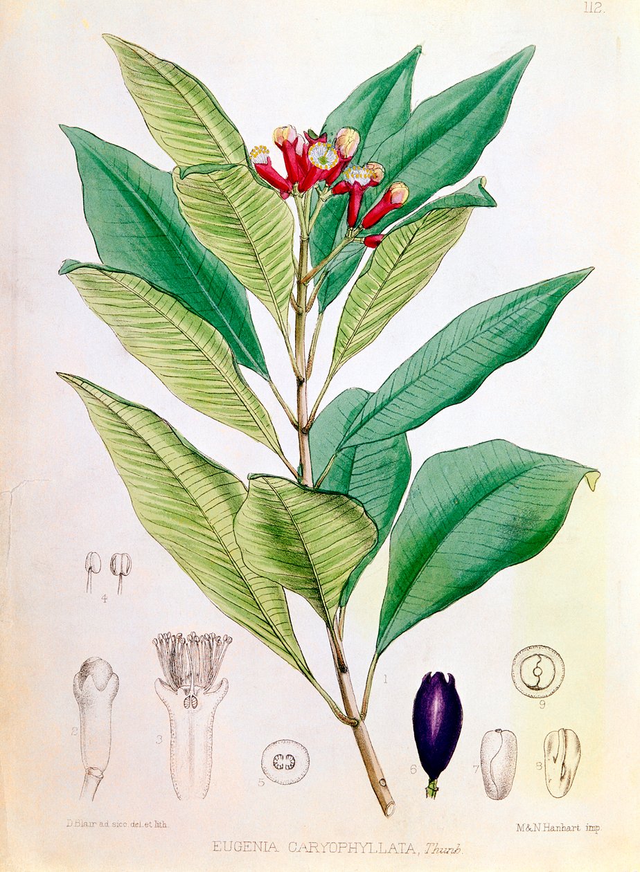 Kryddnejlika, blomknopp av Syzygium aromaticum Eugenia carophyllata av D Blair