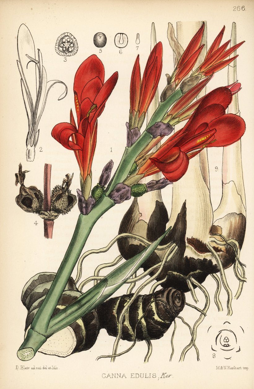 インディアン ショット、アキラまたはミール、カンナ インディカ (カンナ edulis)。 Robert Bentley and Henry Trimen