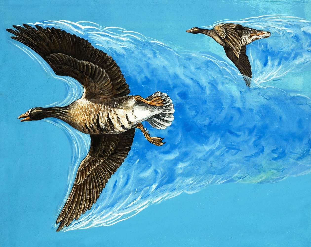 Turbulens orsakad av fåglar som flyger av D. Makele.