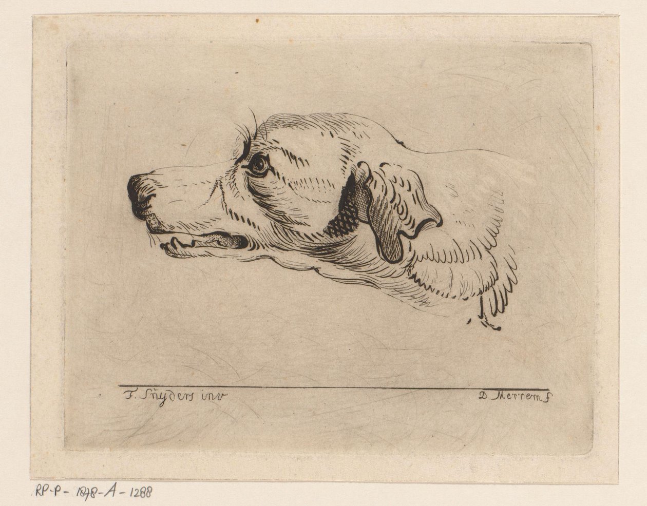 Huvudet på en hund av D. Merrem