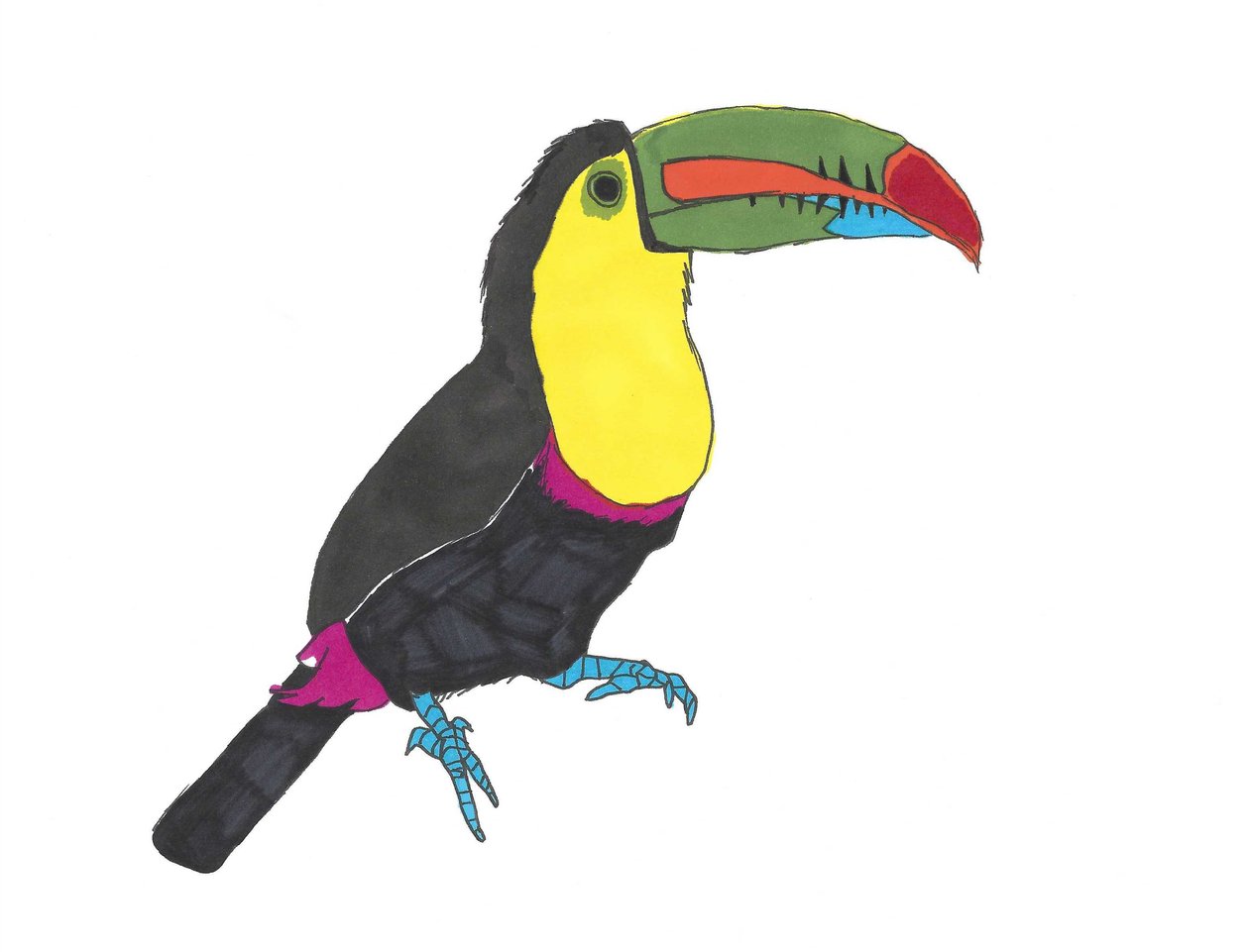 Toucan, 2024 (penna på papper med photoshop) av Daisy de Villeneuve