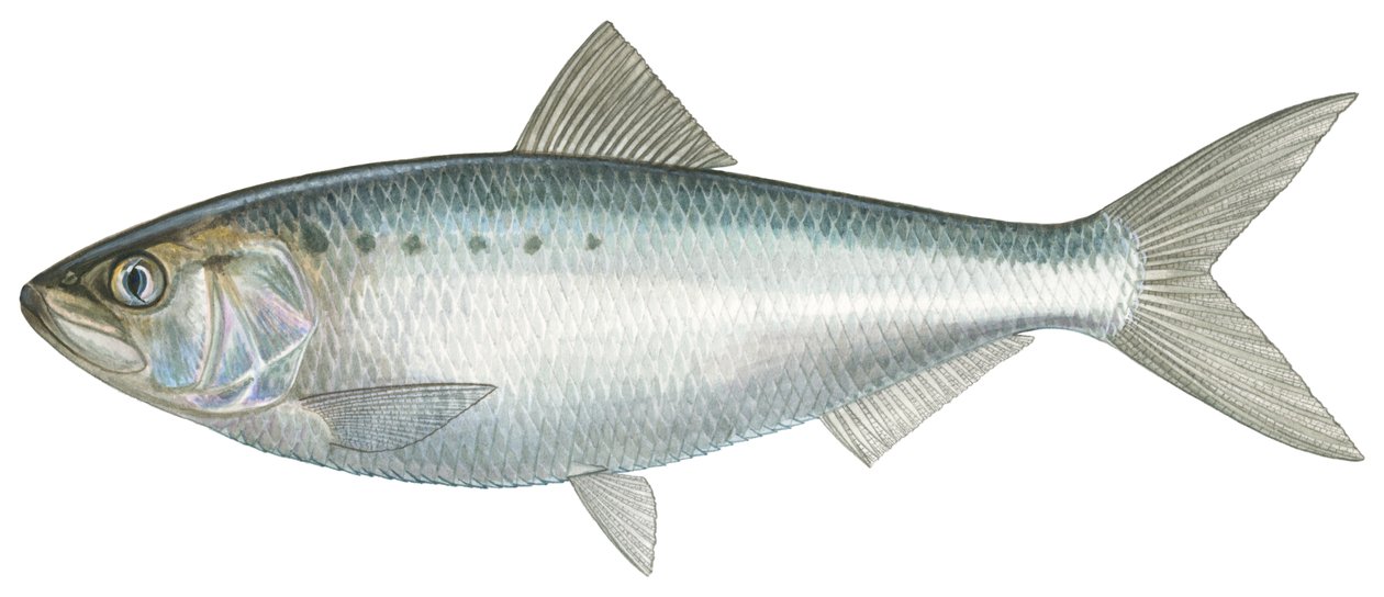 Amerikansk shad (akvarell) av Damstra Emily