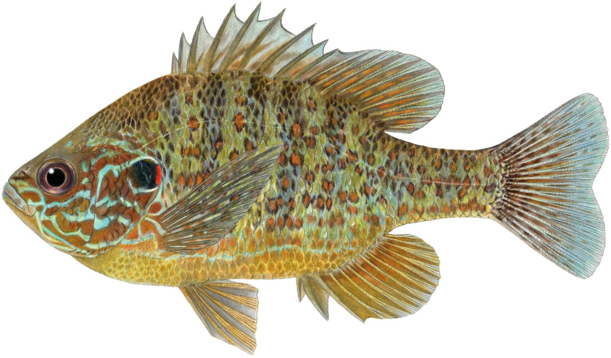 Pumpkinseed solfisk (färgpennor) av Damstra Emily