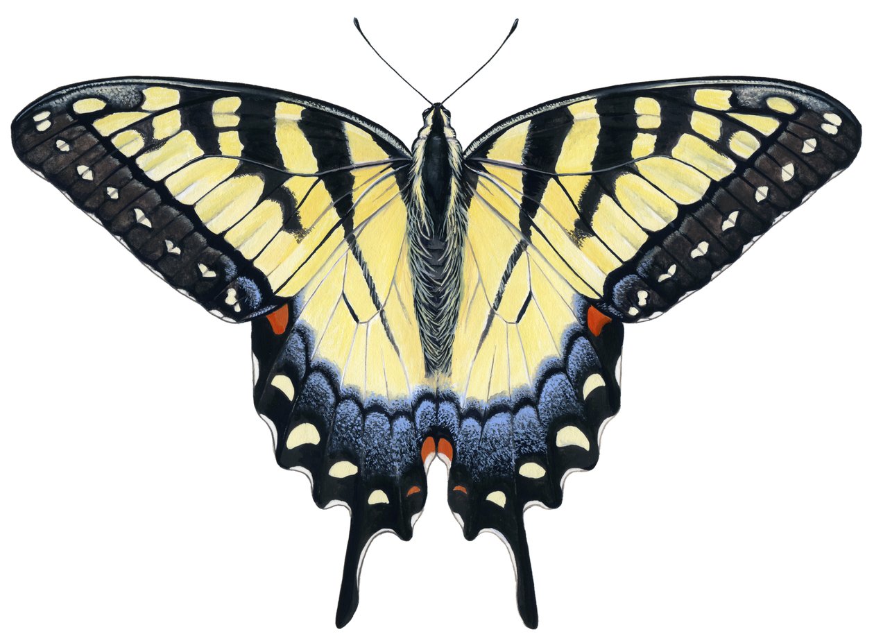 Tiger Swallowtail fjäril (gouache) av Damstra Emily