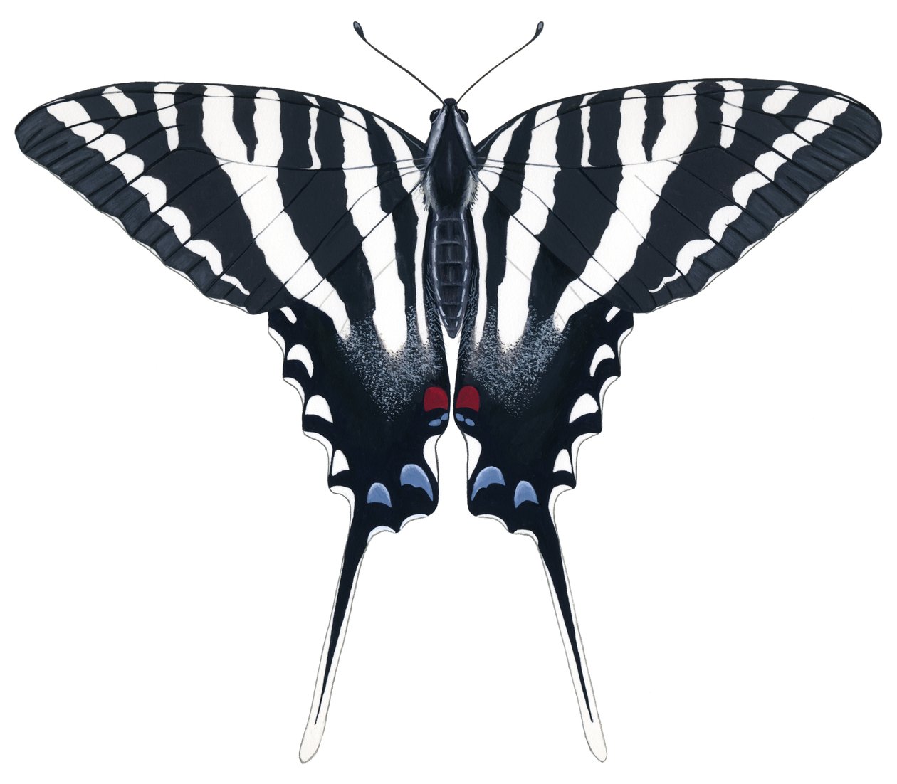 Zebra Swallowtail fjäril (gouache) av Damstra Emily