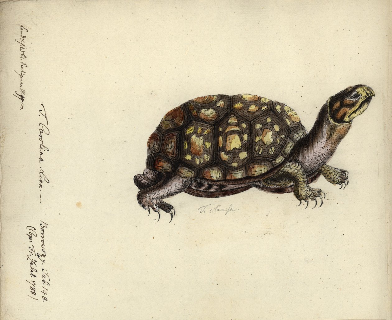 Terrapene carolina, av Friedrich Zehelein, efter gravyr från 