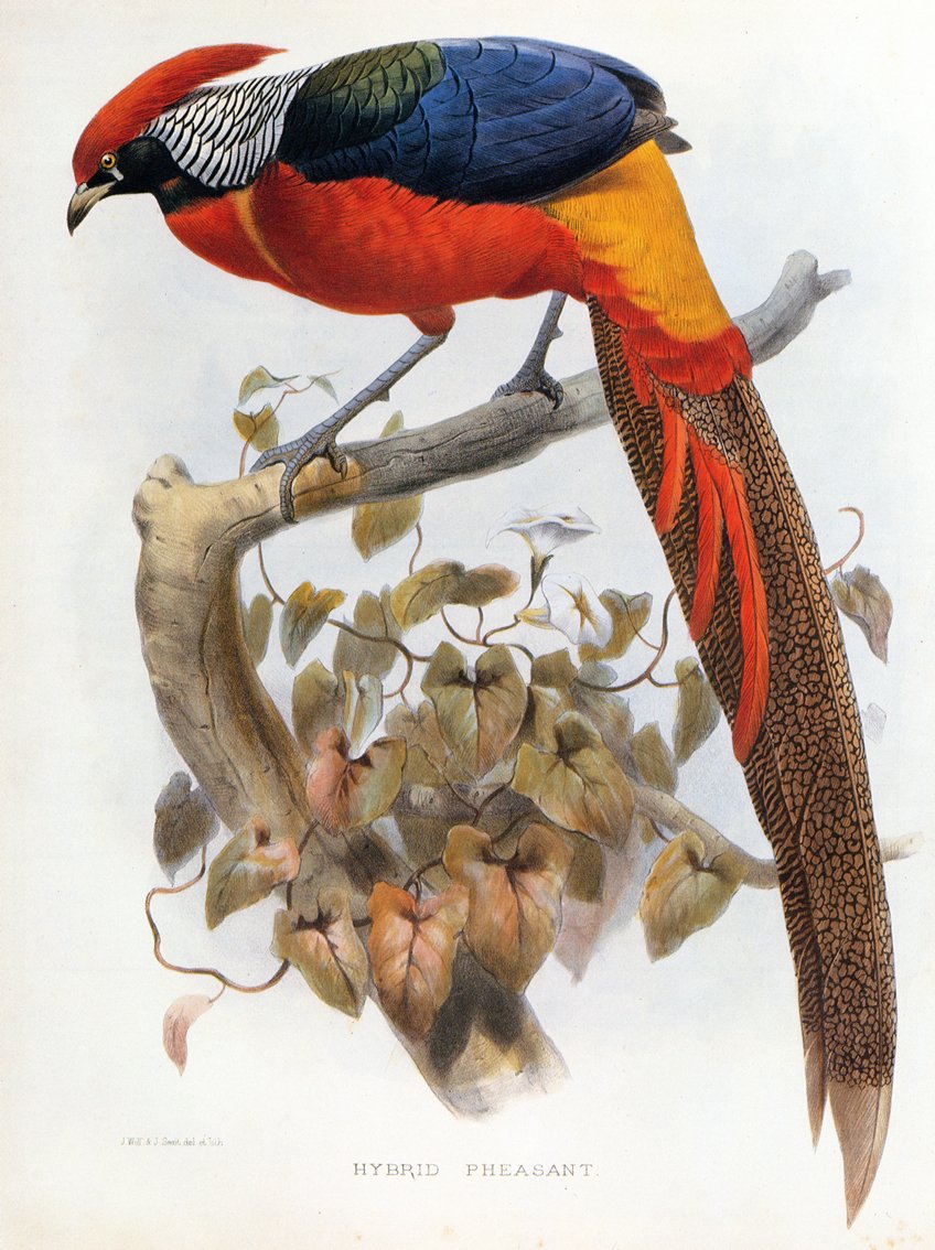 Hybrid pheasant Chrysolophus pictus  Chrysolophus amherstiae av Daniel Giraud Elliot