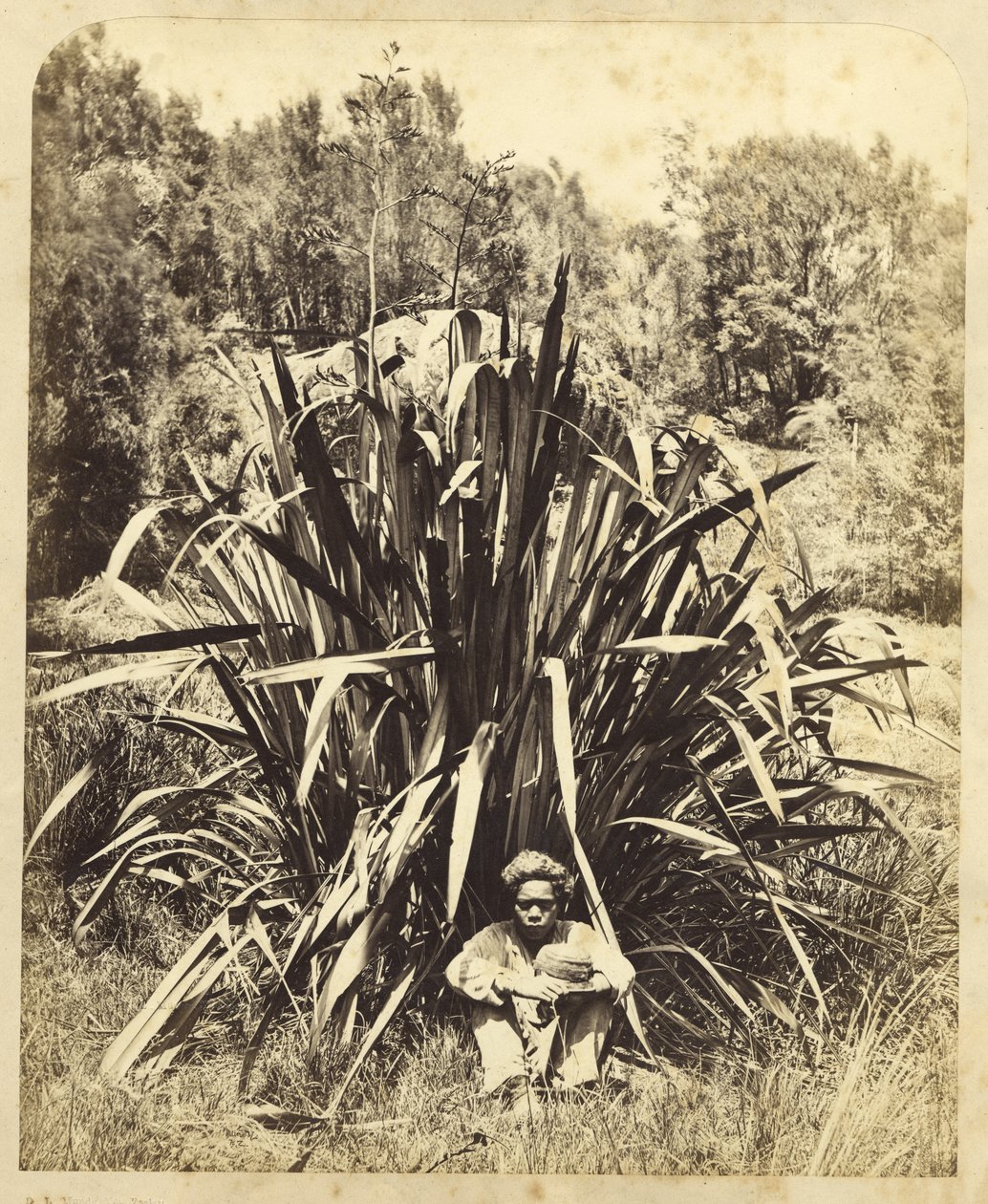Studie av en linbuske med en infödd pojke vid floden Wairere, 1869 (albumintryck) av Daniel Louis Mundy