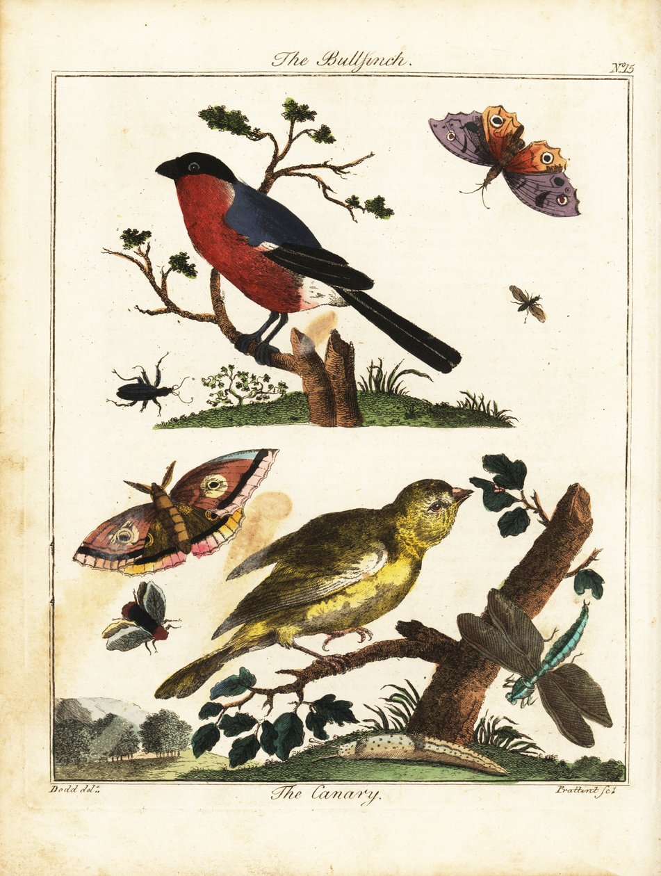 Domherre, kanariefågel, fjäril, mal, etc. 1792 (gravyr) av Daniel (after) Dodd