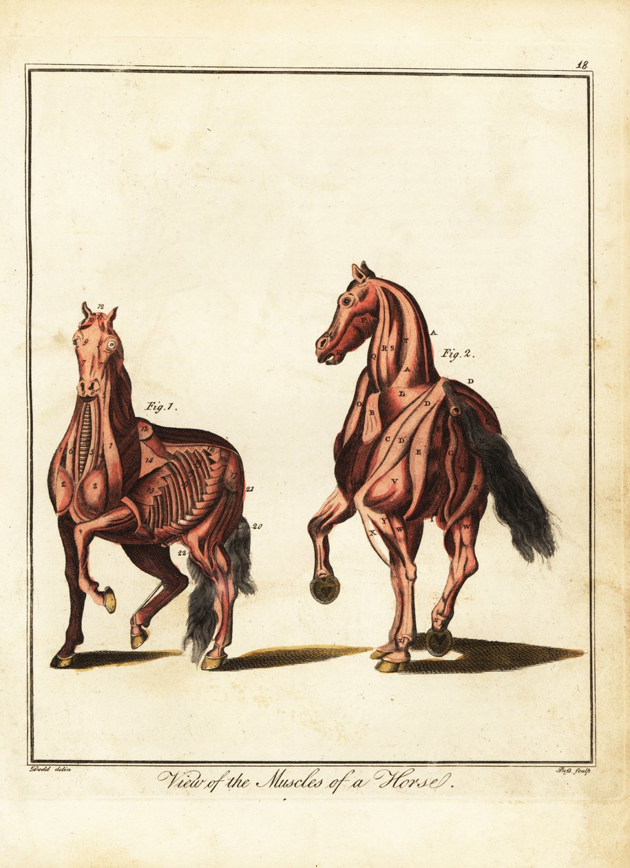 Muskulaturen hos en häst. 1792 (gravyr) av Daniel (after) Dodd
