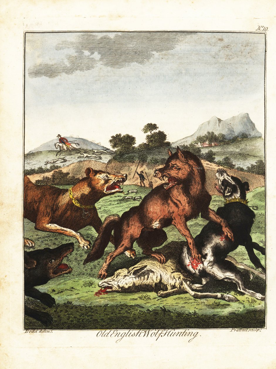 Gammal engelsk vargjakt. 1792 (gravyr) av Daniel (after) Dodd