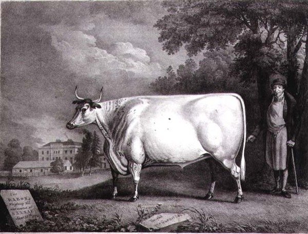 Baronen, ett priskorthorn (The Nannau White Cow) graverad av Charles Joseph Hullamandel (1789-1850) 1824 av Daniel Clowes