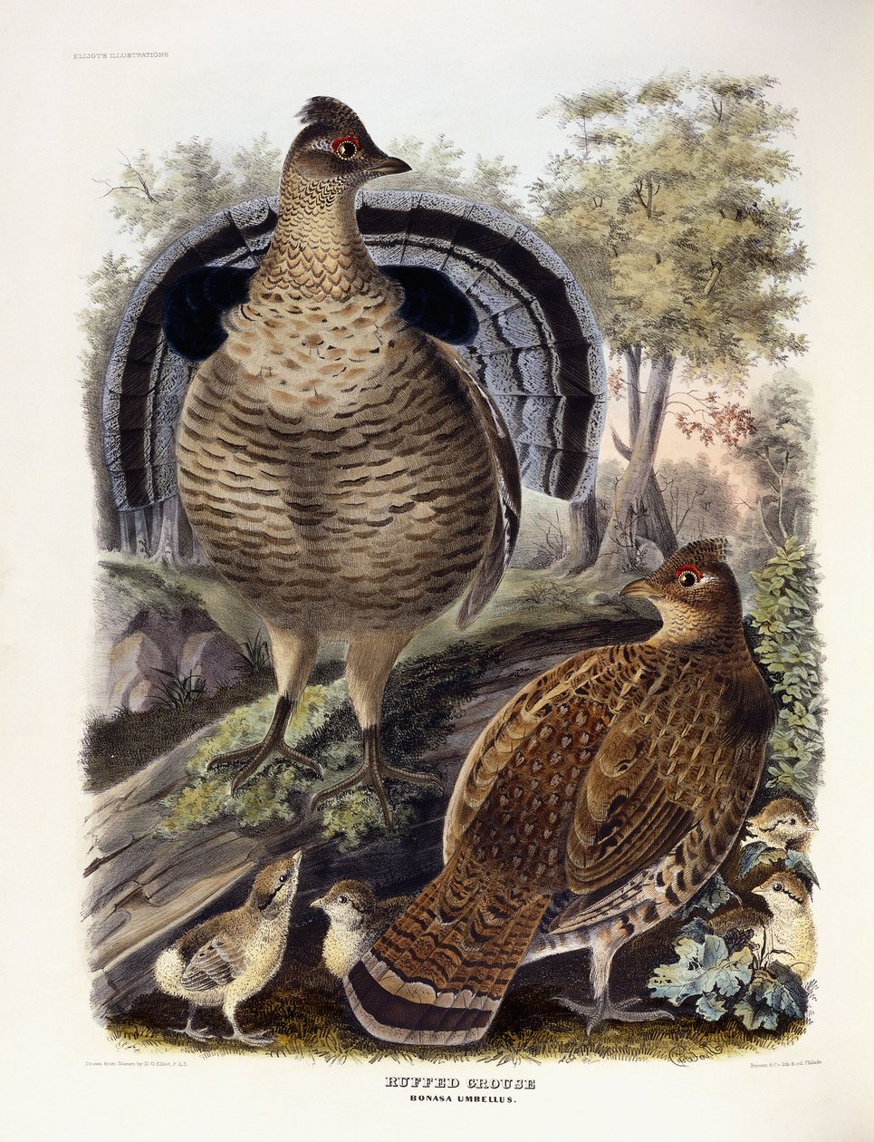 Ruffed Grouse, 1865 av Daniel Girard Elliot