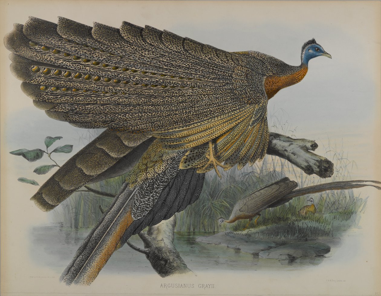 Argusianus Grayii (färg litho) av Daniel Giraud and Gould John Elliott