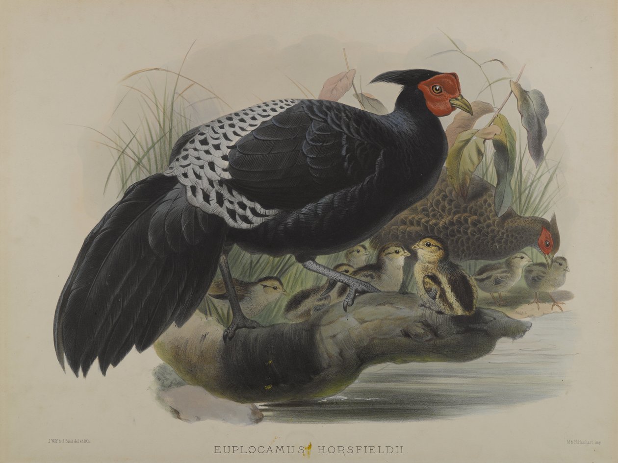 Euplocamus Horsfieldii (färg litho) av Daniel Giraud and Gould John Elliott
