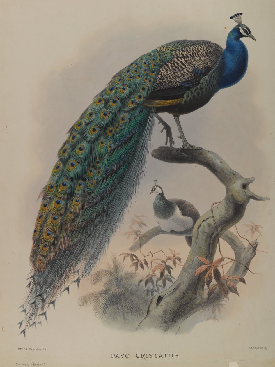 Pavo Cristatus - påfågel (färg litho) av Daniel Giraud and Gould John Elliott