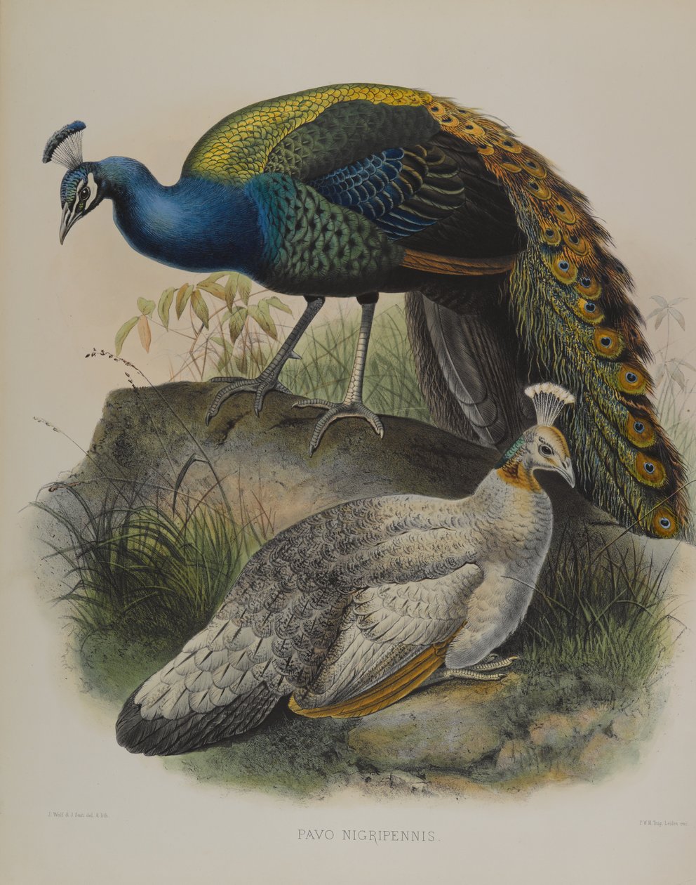 Pavo Nigripennis - Black Shouldered Pea Fowl (färg litho) av Daniel Giraud and Gould John Elliott