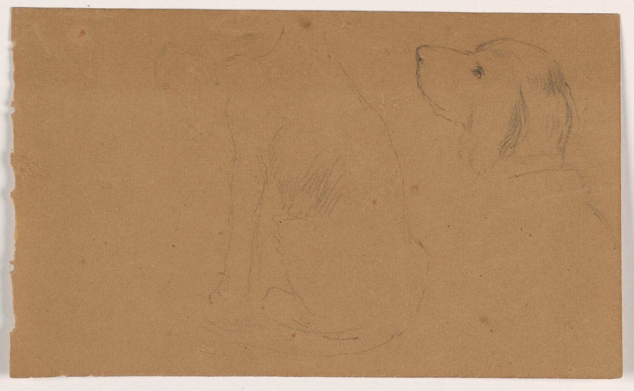Teckning, Dash (en setter), Huvud och kropp, ca 1862 av Daniel Huntington