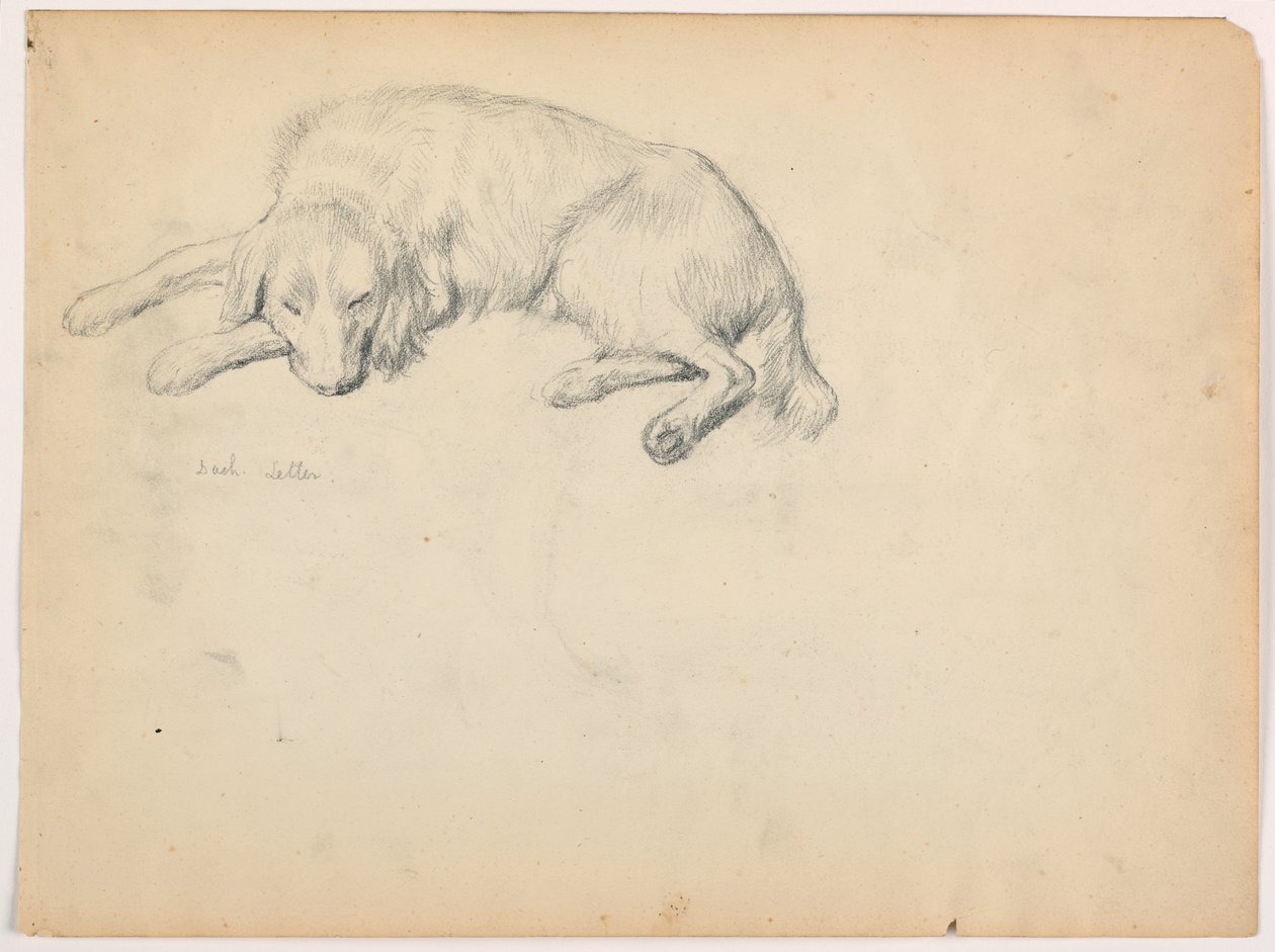 Teckning, Dash (en setter), ca 1862 av Daniel Huntington