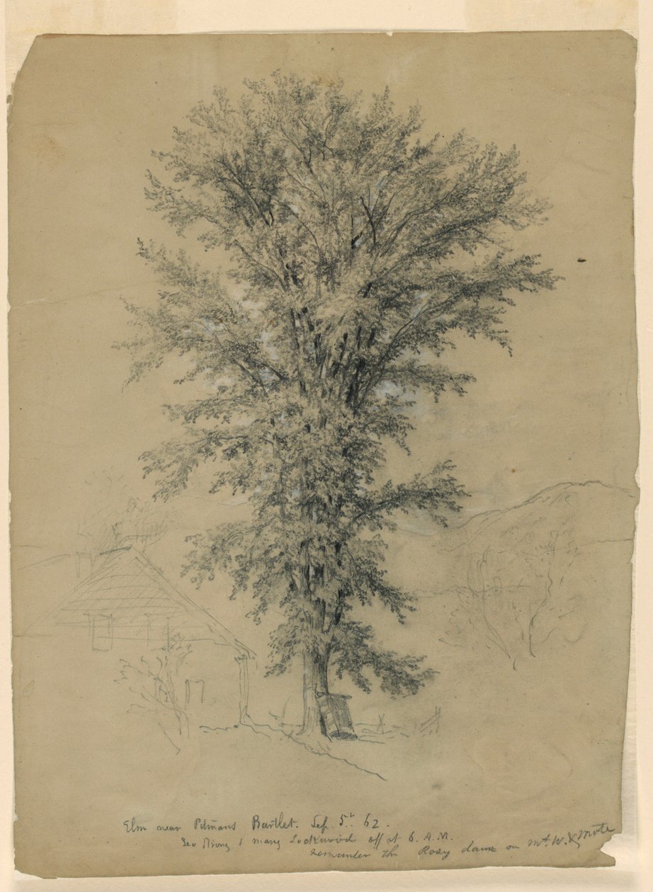 Elm nära Pitman