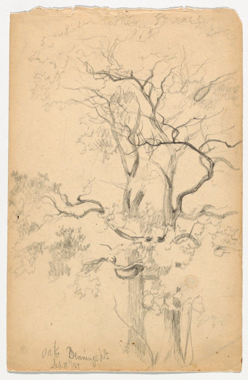 Studie av Oaks vid Dennings Point av Daniel Huntington