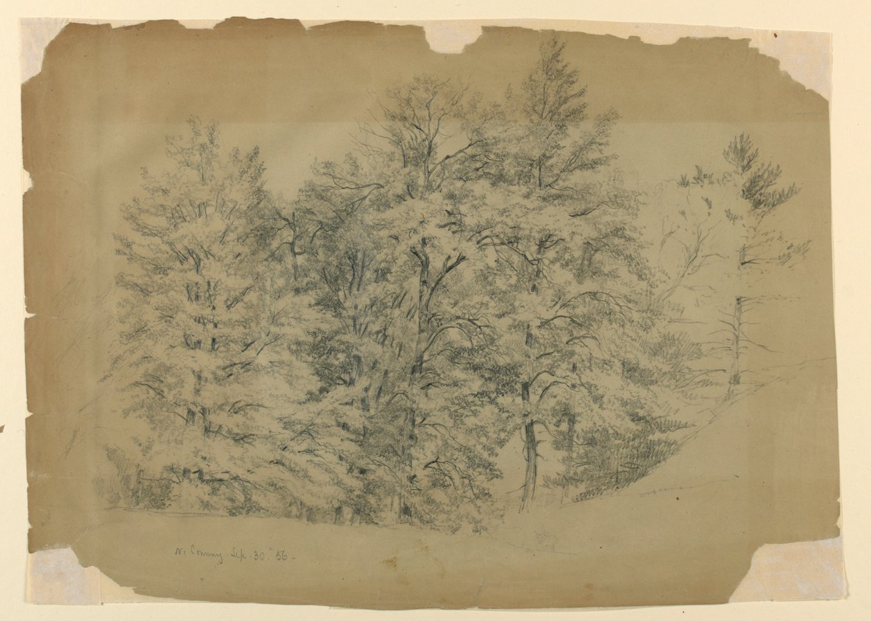 Studie av träd, North Conway, New Hampshire av Daniel Huntington