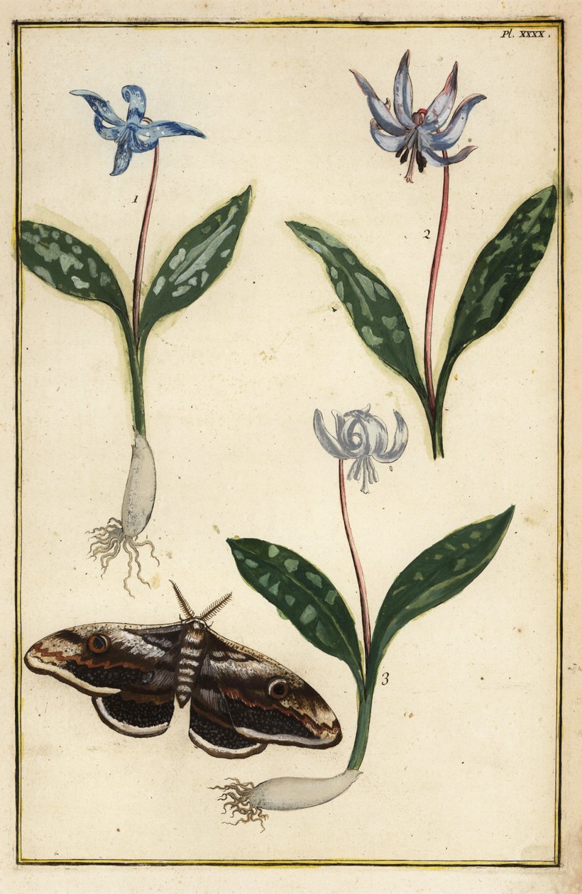 Hundtand-violett eller hundtandsviol, Erythronium dens-canis och mal av Daniel Rabel