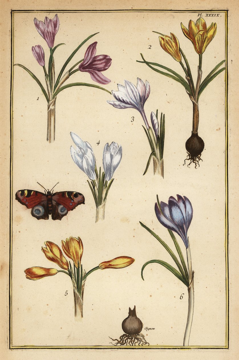 Vårkrokus, Crocus vernus och europeisk påfågelfjäril, Aglais io av Daniel Rabel