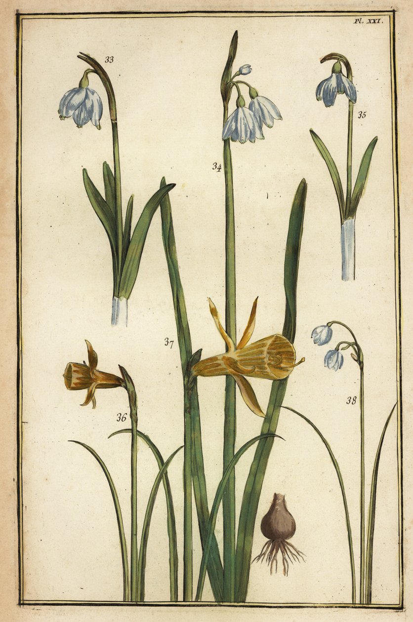 Vild påsklilja, Narcissus pseudonarcissus och snödroppar, Galanthus nivalis av Daniel Rabel