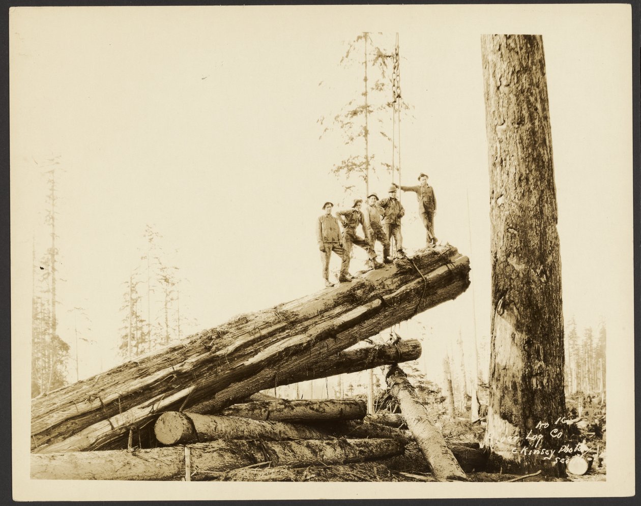 [Logging/ Timber Scene] av Darius Kinsey