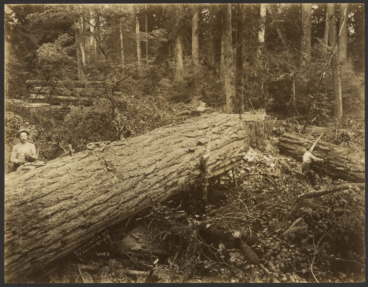 [Logging/ Timber Scene] av Darius Kinsey