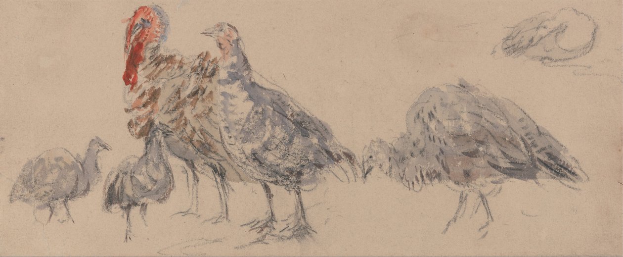 Studie av kalkoner av David Cox