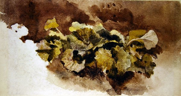 Dock Leaves (akvarell på papper) av David Cox