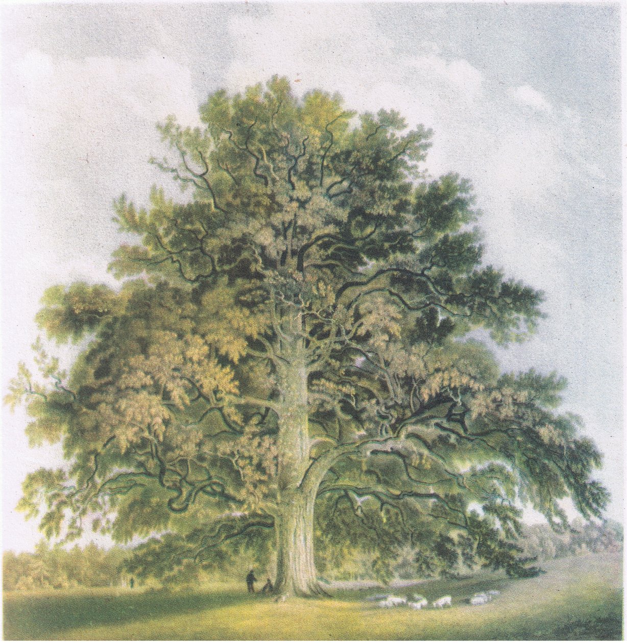 Pollard Willows, Nature in Britain publicerad av Collins, 1946 av David Cox