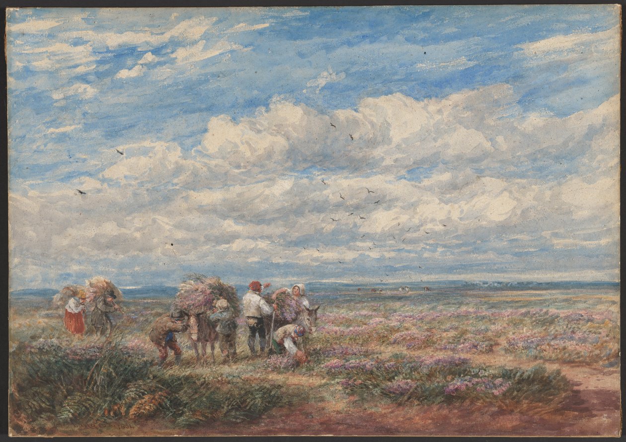 Ljung- eller ginstplockarna av David Cox