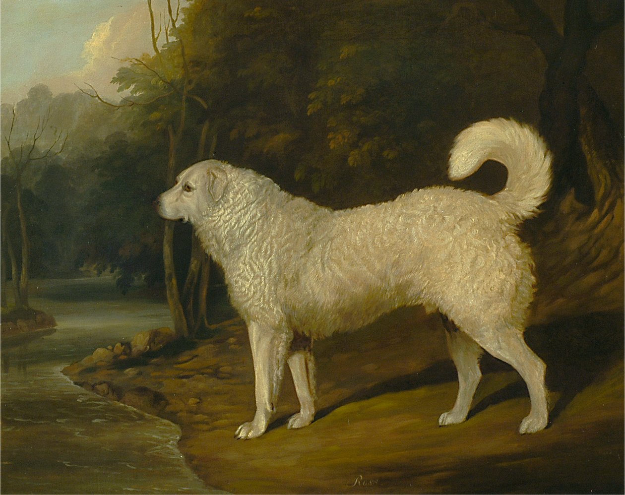 Porträtt av en hund, Ross av David Dalby of York