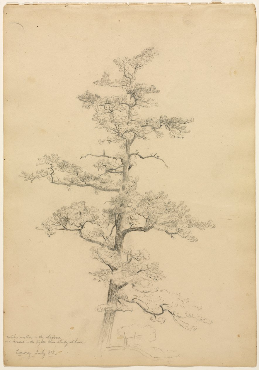Pine Tree, Conway, New Hampshire recto, ca. 1851. av David Johnson