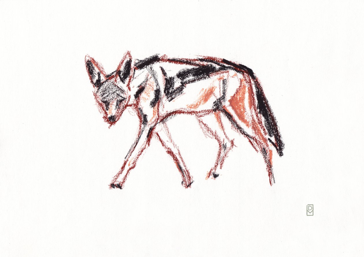 Afrikansk svartryggad schakal, 2019 (krita på papper) av David Mayer