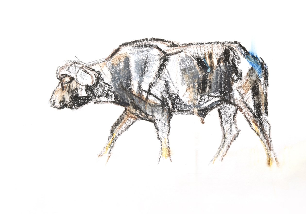 Afrikansk buffel, 2020 (krita och akvarell på papper) av David Mayer